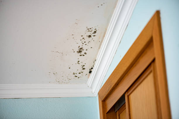 Professional Mold Removal in North Apollo, PA